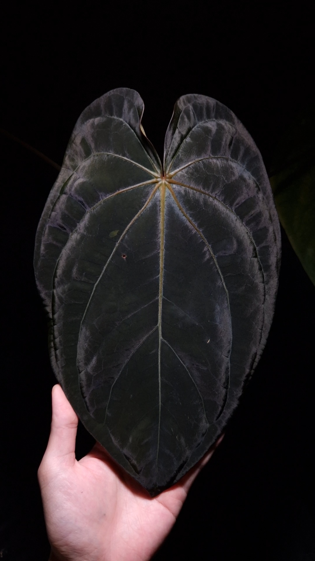 Anthurium Dressleri RG x Carlablackiae RA | Selawase Aroid