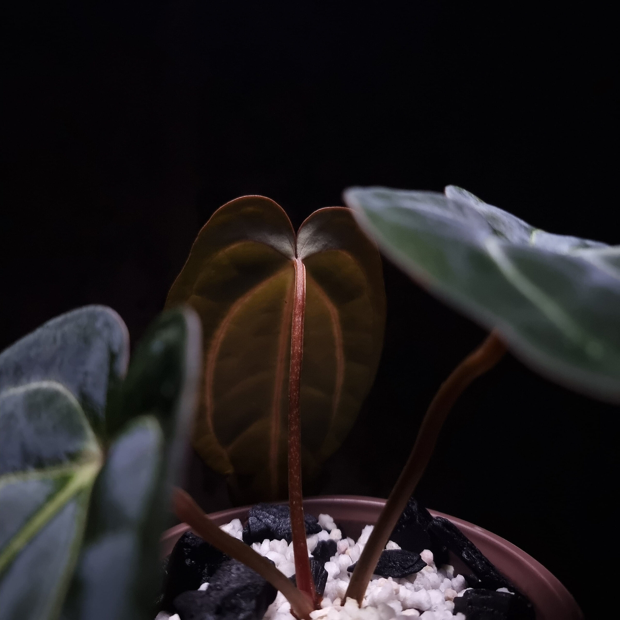 Anthurium Carlabackiae RA, a rare and striking species with deep green to nearly black, velvety leaves. The prominent white veins contrast beautifully against the dark foliage, creating a dramatic visual effect. This plant features three leaves, with the RA variety known for its distinct, refined characteristics. The RA designation indicates a select cultivar that has been bred for its exceptional leaf quality and color contrast. Standing approximately 30 cm tall, it will be delivered in a clear anti-rootbound pot filled with selawase aroid mix, ideal for an indoor location.