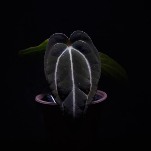 Anthurium Carlabackiae RA, a rare and striking species with deep green to nearly black, velvety leaves. The prominent white veins contrast beautifully against the dark foliage, creating a dramatic visual effect. This plant features three leaves, with the RA variety known for its distinct, refined characteristics. The RA designation indicates a select cultivar that has been bred for its exceptional leaf quality and color contrast. Standing approximately 30 cm tall, it will be delivered in a clear anti-rootbound pot filled with selawase aroid mix, ideal for an indoor location.