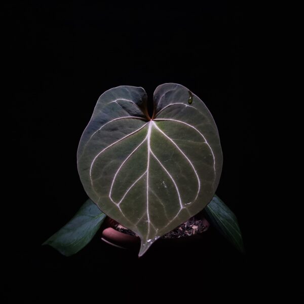 Anthurium King of Spades HU, a prized hybrid discovered by Indonesian breeder Haji Uli, features three velvety dark green leaves with pink veins. The leaves are almost rounded in shape, typical of HU hybrids, and have a smooth, elegant texture. The sinuses exhibit a subtle reddish hue, enhancing the contrast with the rich green foliage. This plant stands approximately 40 cm tall and will be delivered in a clear anti-rootbound pot with selawase aroid mix. Healthy and in excellent condition, it makes a stunning addition to any indoor collection.