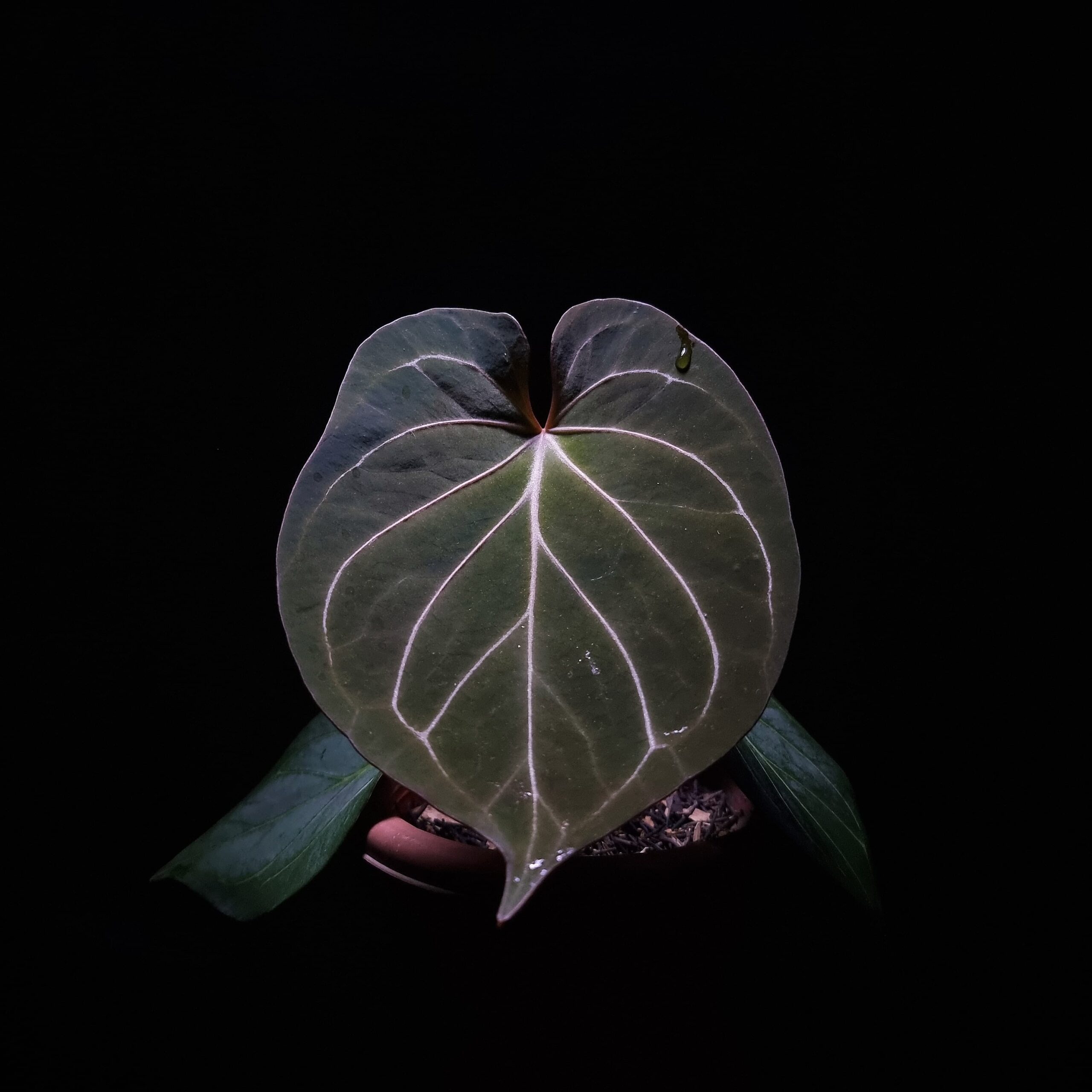 Anthurium King of Spades HU, a prized hybrid discovered by Indonesian breeder Haji Uli, features three velvety dark green leaves with pink veins. The leaves are almost rounded in shape, typical of HU hybrids, and have a smooth, elegant texture. The sinuses exhibit a subtle reddish hue, enhancing the contrast with the rich green foliage. This plant stands approximately 40 cm tall and will be delivered in a clear anti-rootbound pot with selawase aroid mix. Healthy and in excellent condition, it makes a stunning addition to any indoor collection.