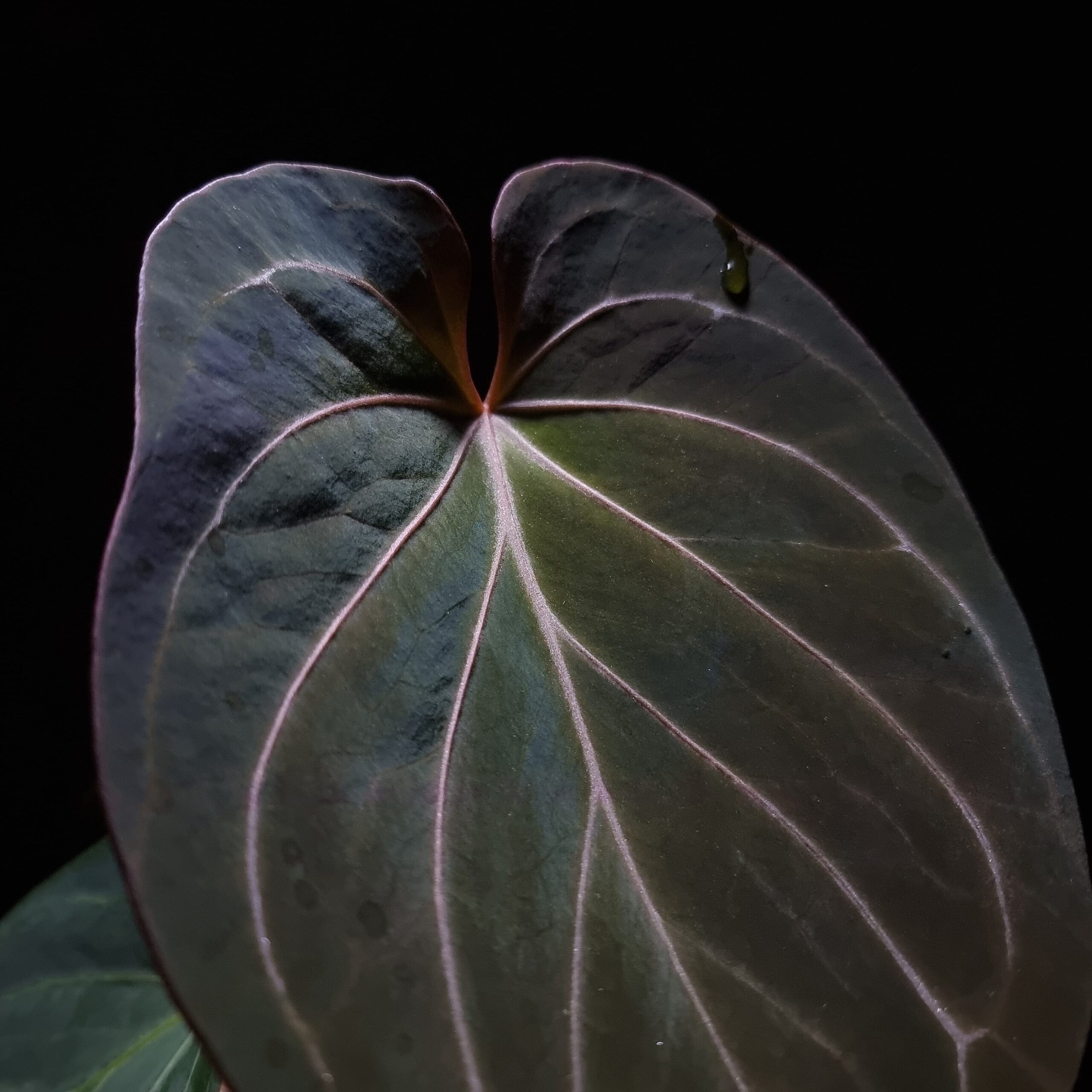 Anthurium King of Spades HU, a prized hybrid discovered by Indonesian breeder Haji Uli, features three velvety dark green leaves with pink veins. The leaves are almost rounded in shape, typical of HU hybrids, and have a smooth, elegant texture. The sinuses exhibit a subtle reddish hue, enhancing the contrast with the rich green foliage. This plant stands approximately 40 cm tall and will be delivered in a clear anti-rootbound pot with selawase aroid mix. Healthy and in excellent condition, it makes a stunning addition to any indoor collection.