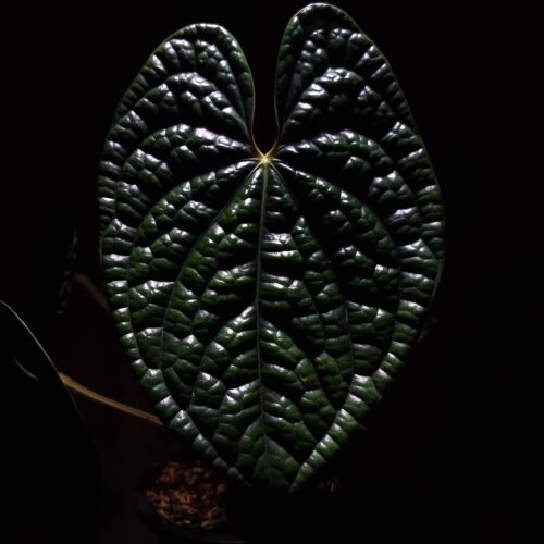 Anthurium Luxurians, native to Ecuador, features four large, heart-shaped, bullate (bubbled) leaves in rich green. The young leaves emerge in shades of pink to gold before maturing into a vibrant green with prominent veins and a textured surface. This compact plant stands approximately 40 cm tall and comes in a clear anti-rootbound pot with our selawase premium aroid mix. Healthy and in excellent condition, it thrives in indirect light and high humidity, making it a perfect addition to any indoor collection.