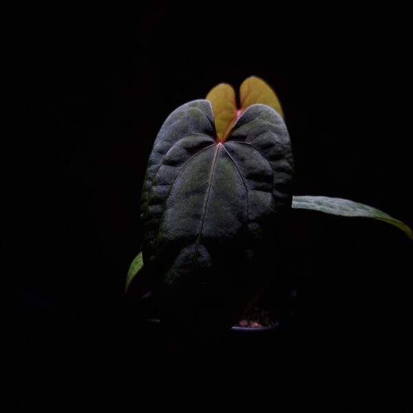 Anthurium Fort Sherman x Red Vein Dark Phoenix (RVDP), a rare hybrid, boasts large, dark green, velvety leaves with bold light green veins and vibrant orange to red sinuses. The heart-shaped leaves have a textured surface, adding unique character to any indoor collection. This plant stands approximately 40 cm tall and is delivered in a clear anti-rootbound pot with our selawase premium aroid mix. Healthy and in excellent condition, it thrives in bright indirect light and high humidity.