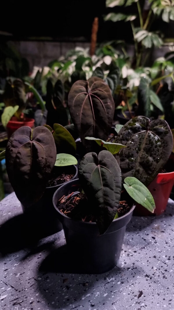 Four Anthurium Tower showing it's red and strong vein which starts from its reddish hue sinus, the leaf is velvet dark green. Standing next to each other making a circle position and is currently approximately 35-40 cm tall, it comes in a 12 cm diameter clear anti-rootbound pot with selawase aroid mix, ideal for collectors or enthusiasts. Perfect for creating an exotic and elegant indoor space. Highlighted from above and has blured background of other anthurium plants with dark green color.