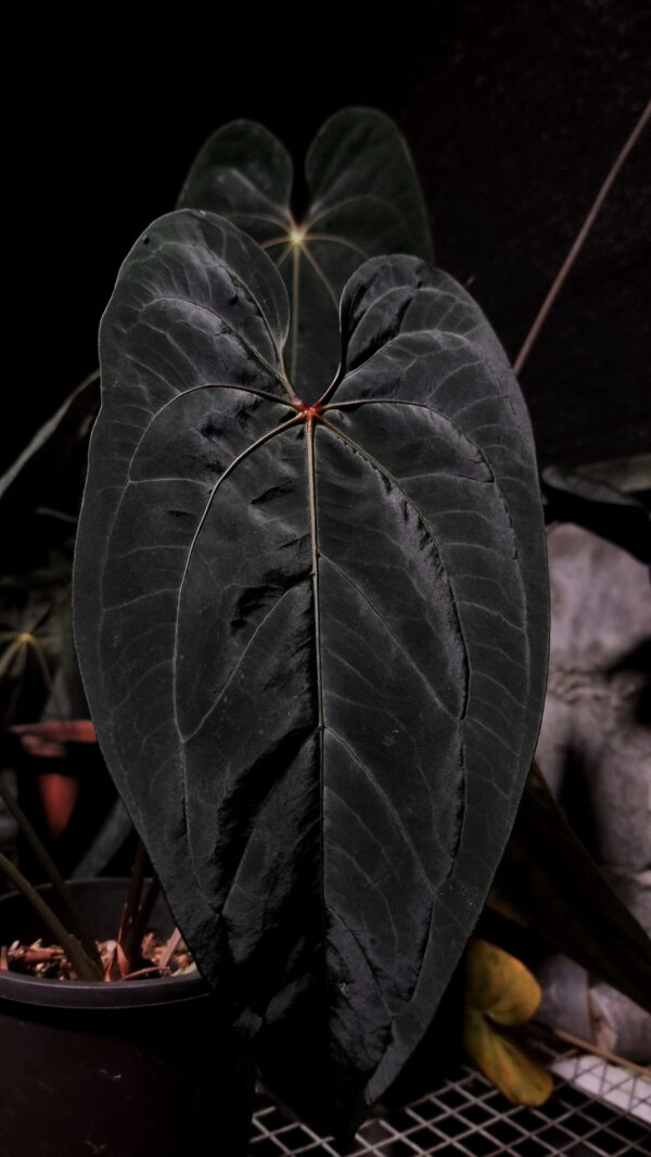 Anthurium Tower pollen Donor, Anthurium Giant in a close up photo showing it's red and strong vein which starts from its reddish hue sinus, the leaf is velvet dark green. Standing approximately 50 cm tall, it comes in a 16 cm diameter clear anti-rootbound pot with selawase aroid mix, ideal for collectors or enthusiasts. Perfect for creating an exotic and elegant indoor space. Highlighted from above and hass blured background of other anthurium plants with dark green color.