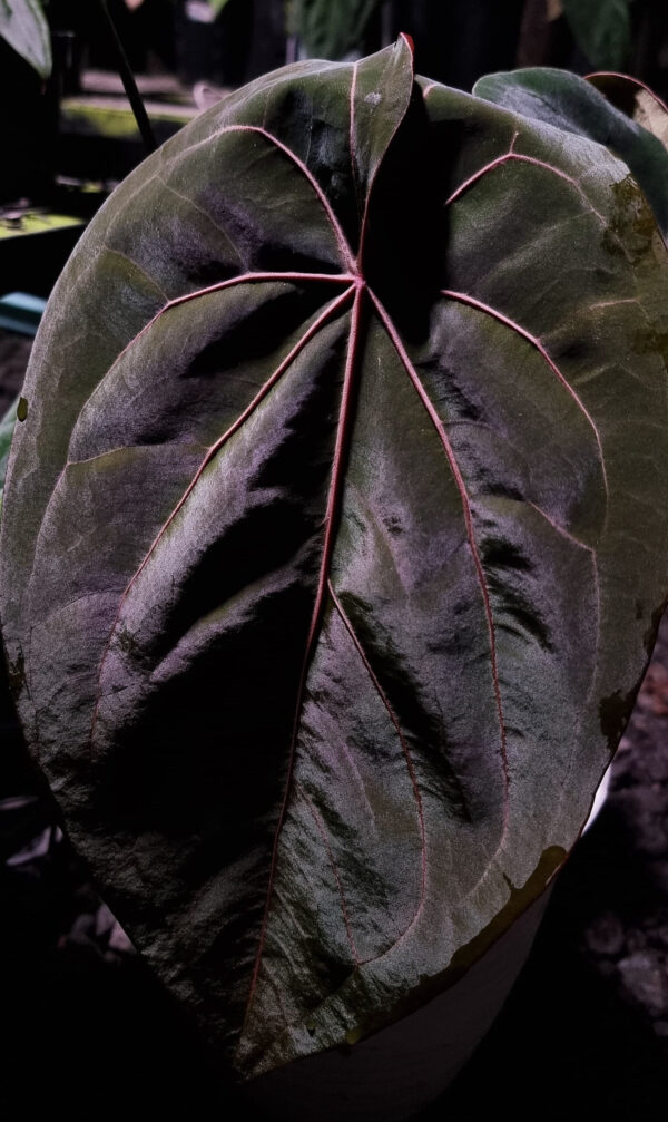 Anthurium Tower seed parent, Anthurium Redveil in a close up photo showing it's red and strong vein which starts from its reddish hue sinus, the leaf is velvet dark green. Standing approximately 50 cm tall, it comes in a 16 cm diameter clear anti-rootbound pot with selawase aroid mix, ideal for collectors or enthusiasts. Perfect for creating an exotic and elegant indoor space. Highlighted from above and hass blured background of other anthurium plants with dark green colour.