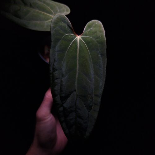 アンスリウムpapi FS x RVDPハイブリッド