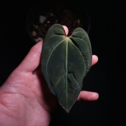 Anthurium FS x RL by JV | Selawase Aroid Anthurium FS x RL by JV | Selawase Aroid