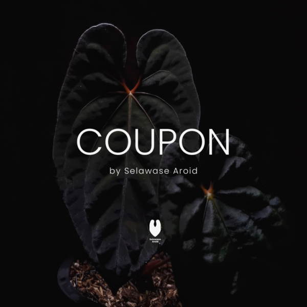 COUPON Selawase Aroid coupon design featuring the Selawase Aroid logo and text in white against a dark background. The backdrop showcases a striking Anthurium XOne x BVIT plant with dark leaves and a vivid red-orange sinus. The plant has two leaves, a larger one on the left and a smaller one on the right, both planted in a dark-colored pot. The background is black, enhancing the dramatic contrast of the dark Anthurium foliage and vibrant sinus. Text written as Coupon by selawase aroid in white and the selawase aroid logo in white beneath it.
