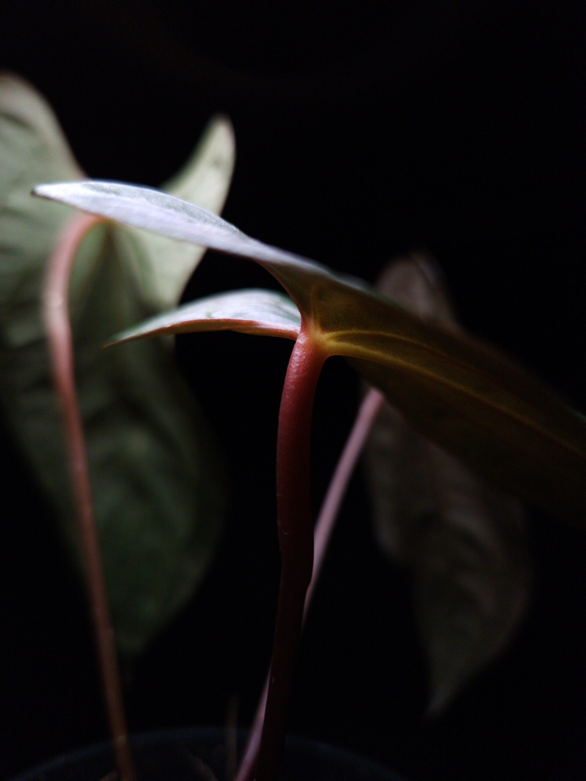 Rare Anthurium FS x RVDP, also known as Fort Sherman x Red Vein Dark Phoenix, an exotic aroid with velvety dark green, heart-shaped leaves featuring striking yellow-hued veins and vibrant orange sinuses. The tapered leaves, a trait from its pollen parent, measure 25-30 cm tall and are planted in a clear anti-rootbound container with premium Selawase Aroid mix, promoting healthy roots. Perfect for rare plant enthusiasts, tropical plant lovers, and indoor collectors, this stunning hybrid thrives in bright, indirect light and enhances any indoor jungle or plant collection. The photo captures the back side of the oldest leaf and the other leaves in the background, which highlights the veins, sinus, and stem of the other leaves. Dramatic top-down lighting emphasizes the red vein typical Anthurium RVDP and the light yellow veins.
