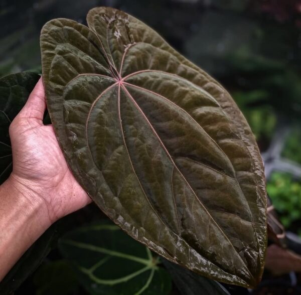 Định Hàn | ( Aos x RC ) x Rvdp #anthuriumaosxrcxrvdp