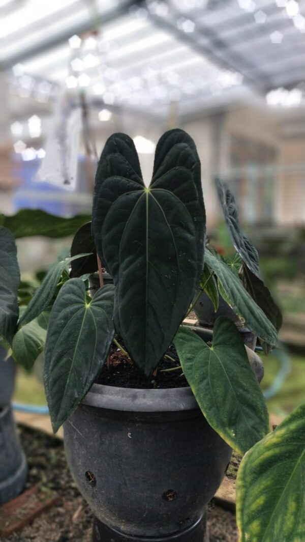 Anthurium RVDP x Galaxy | Selawase Aroid