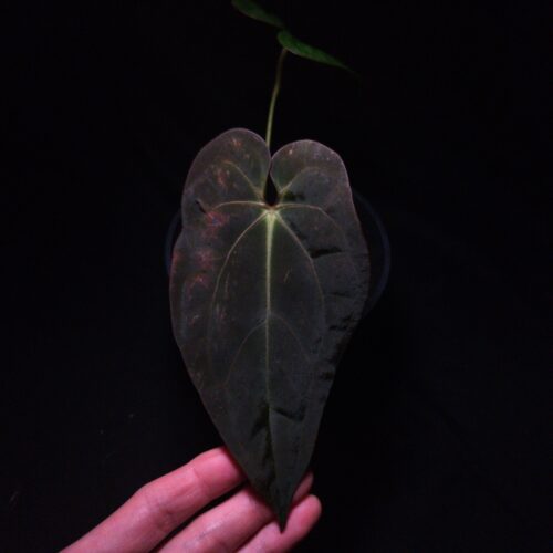 Anthurium FS x RL by JV | Selawase Aroid Anthurium FS x RL by JV | Selawase Aroid