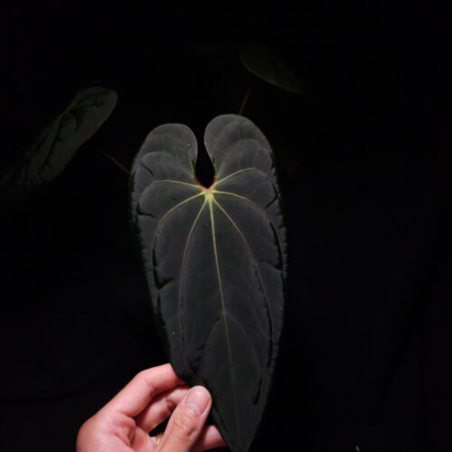 Anthurium BVIT Black Velvet Indo Type featuring a dark green velvet heart-shaped leaf with elongated tips, highlighted by strong yellowish sinus veins and a vivid orange sinus. One leaf is in sharp focus under dramatic top-down lighting against a dark background, while another leaf fades softly into the shadows. The plant is potted in a transparent container topped with dark 8mm lava rock. the leaf in focus is gently held from the bottom by a hand. This rare tropical Anthurium showcases rich texture and striking vein coloration.