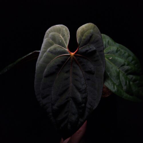 A.XOne x BVIT Anthurium Papillilaminum XOne x BVIT (Black Velvet Indo Type), a striking hybrid with dark, velvety heart-shaped leaves featuring pronounced texture. The sinuses glow with a vibrant orange hue, creating a dramatic contrast against the deep green foliage. This rare and healthy tropical plant stands approximately 35-40 cm tall and is delivered in a 12 cm clear anti-rootbound pot with Selawase premium aroid mix, ideal for collectors or enthusiasts. Perfect for enhancing indoor spaces with a bold, exotic touch. The image features a front view of the newest leaf under dramatic top-down lighting, accentuating its velvety texture and intricate details against a dark background, while a hand is seen at the bottom holding the black pot. Older leaves on the back fading into the dark background.