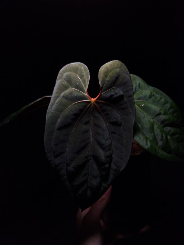 Anthurium Papillilaminum XOne x BVIT (Black Velvet Indo Type), a striking hybrid with dark, velvety heart-shaped leaves featuring pronounced texture. The sinuses glow with a vibrant orange hue, creating a dramatic contrast against the deep green foliage. This rare and healthy tropical plant stands approximately 35-40 cm tall and is delivered in a 12 cm clear anti-rootbound pot with Selawase premium aroid mix, ideal for collectors or enthusiasts. Perfect for enhancing indoor spaces with a bold, exotic touch. The image features a front view of the newest leaf under dramatic top-down lighting, accentuating its velvety texture and intricate details against a dark background, while a hand is seen at the bottom holding the black pot. Older leaves on the back fading into the dark background.
