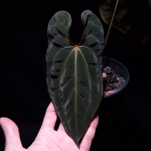 Anthurium Galaxy, a rare hybrid between Anthurium Papillilaminum XOne and Dark Phoenix, features dark green, velvety leaves with contrasting mauve veins and bright yellow to orange sinuses. The heart-shaped leaves taper to a slimmer end, a trait from its pollen parent. Standing approximately 30-40 cm tall, it is delivered in a clear anti-rootbound pot with selawase aroid mix. This healthy and vibrant plant is perfect for indoor locations.