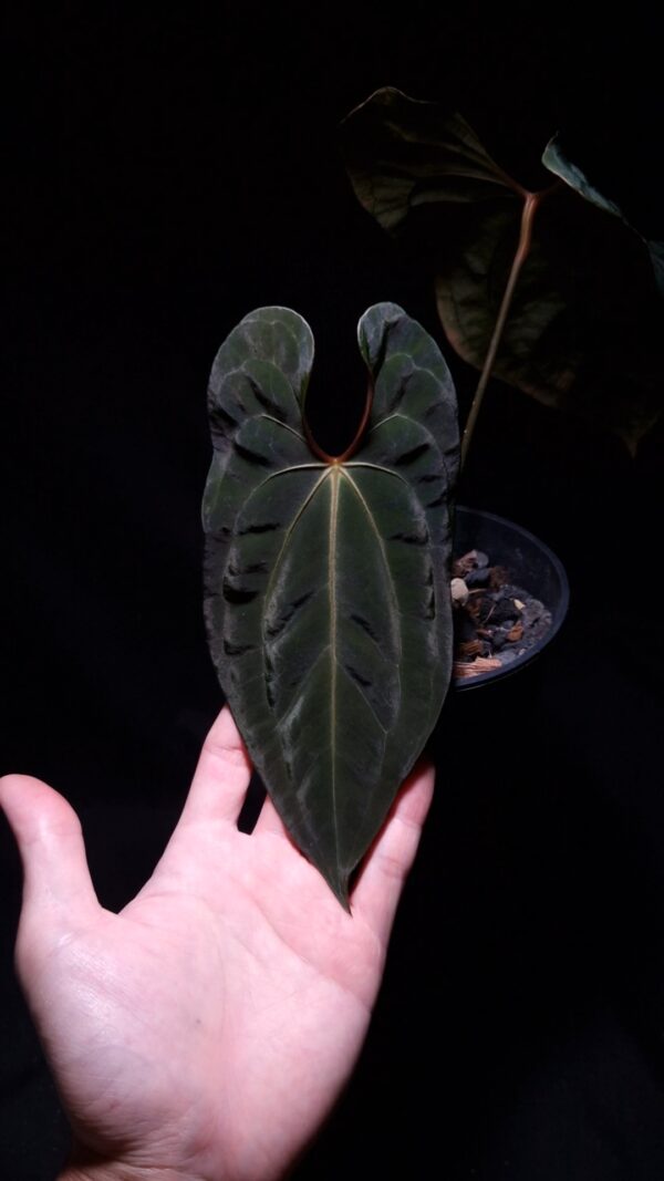 Anthurium Galaxy, a rare hybrid between Anthurium Papillilaminum XOne and Dark Phoenix, features dark green, velvety leaves with contrasting mauve veins and bright yellow to orange sinuses. The heart-shaped leaves taper to a slimmer end, a trait from its pollen parent. Standing approximately 30-40 cm tall, it is delivered in a clear anti-rootbound pot with selawase aroid mix. This healthy and vibrant plant is perfect for indoor locations.