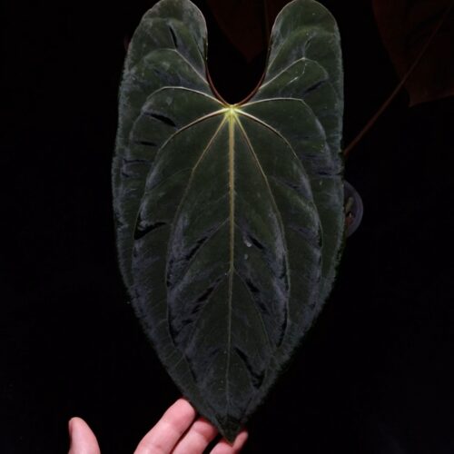 An Anthurium Papillilaminum Papillilaminum DF x Goliath with dark green, muscular foliage featuring striking yellow-orange veins and a vivid vein sinus. The plant is gently held from below by a hand wearing a ring, illuminated by top-down lighting against a dark background, showcasing the leaf’s high ears and strong texture.