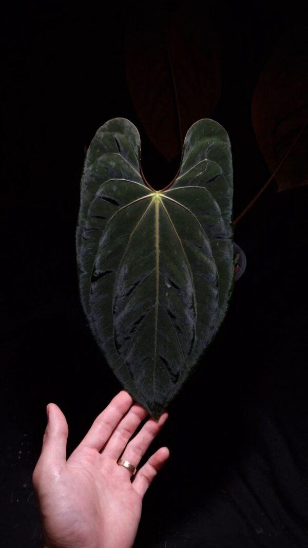 An Anthurium Papillilaminum Papillilaminum DF x Goliath with dark green, muscular foliage featuring striking yellow-orange veins and a vivid vein sinus. The plant is gently held from below by a hand wearing a ring, illuminated by top-down lighting against a dark background, showcasing the leaf’s high ears and strong texture.