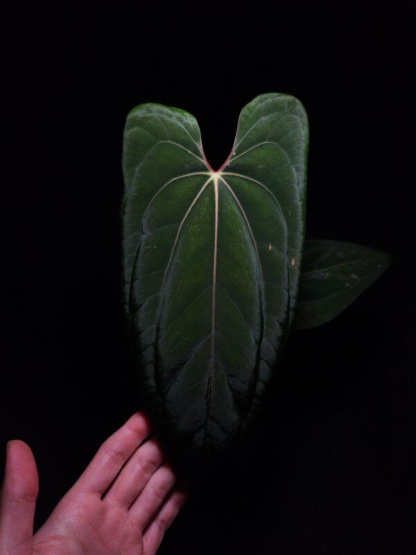 Anthurium Blue Marlin with deep green, almost bluish velvety leaves in contrast to its light green veins, featuring a striking deep texture. This rare tropical plant is a cross between Anthurium blue papillilaminum (seed parent) and Dark Phoenix (pollen parent). It is in excellent, healthy condition with three large leaves, standing approximately 30cm tall. Delivered in a 12 cm diameter clear anti-rootbound pot filled with selawase aroid mix, this plant is perfect for collectors or enthusiasts seeking a unique and exotic addition to their indoor space. The image captures the front view of the largest leaf under top-down lighting, highlighting their rich texture, red sinus and yellowish veins with dark green velvet leaf against a dark backdrop. An older leaf on positioned in the right back fading into the dark background. An arm in the lower left corner holding the leaf gently.