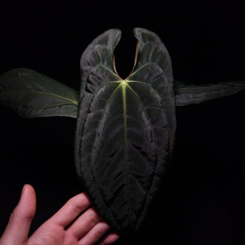 Rare Anthurium Galaxy plant, a unique hybrid of Anthurium Papillilaminum XOne and Dark Phoenix, showcasing dark green, velvety, heart-shaped leaves with striking mauve veins and vibrant orange-red sinuses. The leaves gracefully taper to a slimmer end, reflecting traits from its pollen parent. This exotic aroid, standing 30-40 cm tall, is potted in a clear anti-rootbound container with Selawase Aroid mix, ensuring healthy root growth. Ideal for indoor plant enthusiasts, it thrives in well-lit spaces. The image features front view of the mature leaf highlighted by a top-down lighting, emphasizing its intricate leaf texture against a dark background, with the front view of the main leaf prominently visible. A hand is holding the mature leaf gently from the bottom left corner of the picture.
