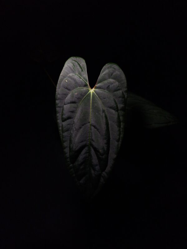 Anthurium Papillilaminum Xone x Blue Papillilaminum, a rare tropical plant with long, dagger-like, dark green velvety leaves. The foliage features a striking orange sinus and light yellow veins, adding a vibrant contrast to its dramatic dark color. The leaves’ elongated, elegant shape highlights the plant's unique aesthetic appeal. Captured against a black background, the highlighted leaf emphasizes the velvety texture and refined character of this healthy specimen. Standing approximately 35-40 cm tall, it comes in a black anti-rootbound pot with Selawase premium aroid mix, ideal for collectors or enthusiasts seeking a bold and exotic addition to their indoor space. The image features a front view of the mature leaf under dramatic top-down lighting, accentuating its velvety texture and intricate details against a dark background. Two other leaves are seen on the left and back fading into the dark backdrop.