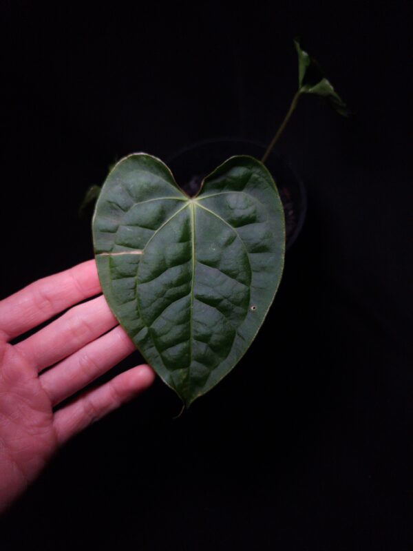 Rare Anthurium Muchlis x Luxurians, a unique hybrid of Anthurium Papillilaminum XOne and Dark Phoenix, showcasing dark green, velvety, heart-shaped leaves with striking mauve veins and vibrant light green sinuses. The leaves gracefully taper to a slimmer end, reflecting traits from its pollen parent. This exotic aroid, standing 30-40 cm tall, is potted in a black anti-rootbound container with Selawase Aroid mix, ensuring healthy root growth. Ideal for indoor plant enthusiasts, it thrives in well-lit spaces. The image features front view of the largest mature leaf highlighted by a top-down lighting, emphasizing its intricate leaf texture typical anthurium luxurians against a dark background. A hand is holding the mature leaf gently from the bottom left corner of the picture. The leaf has slight damage in the middle left part and left part of the leaf. Another leaf in the back and its petiole is visible blurred fading into the background.
