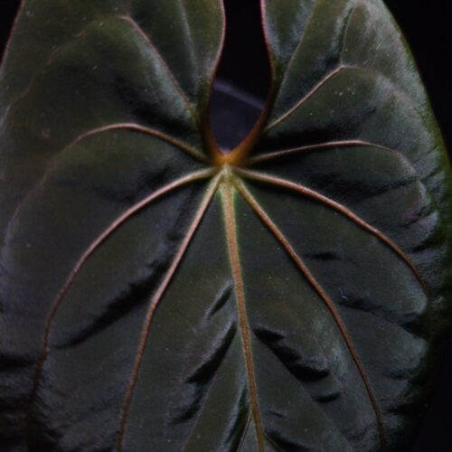 Anthurium Dark Phoenix x BVIT hybrid featuring dark green semi-velvet round-shaped leaves with vivid orange sinus and veins. Displayed under dramatic top-down lighting against a dark background, the plant is potted in a transparent container filled with premium aroid mix visible through the pot. The tip of the leaf is gently held by a left hand from the left side of the frame, highlighting the plant’s rich texture and vibrant coloration of this rare tropical Anthurium hybrid.