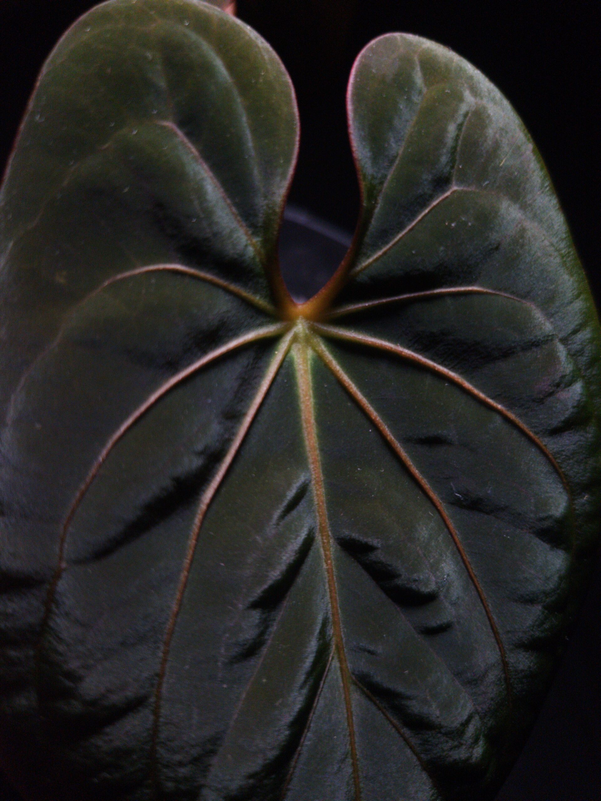 Anthurium Dark Phoenix x BVIT | Selawase Aroid