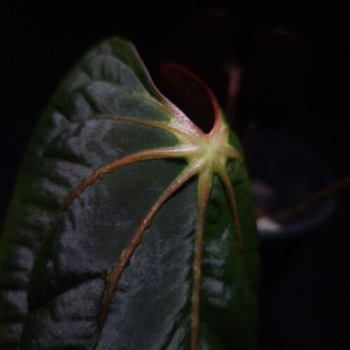 Anthurium Dark Phoenix x BVIT hybrid featuring dark green semi-velvet round-shaped leaves with vivid orange sinus and veins. Displayed under dramatic top-down lighting against a dark background, the plant is potted in a transparent container filled with premium aroid mix visible through the pot. The tip of the leaf is gently held by a left hand from the left side of the frame, highlighting the plant’s rich texture and vibrant coloration of this rare tropical Anthurium hybrid.