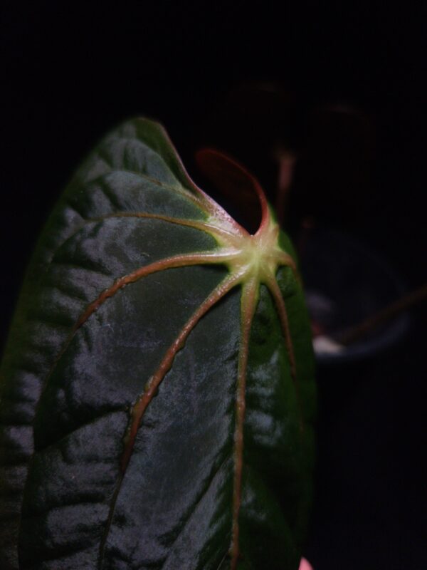 Anthurium Dark Phoenix x BVIT hybrid featuring dark green semi-velvet round-shaped leaves with vivid orange sinus and veins. Displayed under dramatic top-down lighting against a dark background, the plant is potted in a transparent container filled with premium aroid mix visible through the pot. The tip of the leaf is gently held by a left hand from the left side of the frame, highlighting the plant’s rich texture and vibrant coloration of this rare tropical Anthurium hybrid.