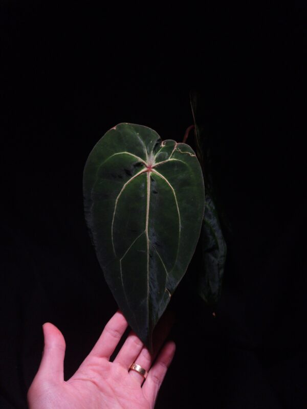Anthurium Tower (Giant x Red Veil) with long, round, narrow velvet dark green leaf featuring striking red veins and red sinus, gently held by hand, in a transparent pot filled with 8mm black lava rock under top-down lighting against a dark background — rare hybrid Anthurium with vivid coloration and elegant form.