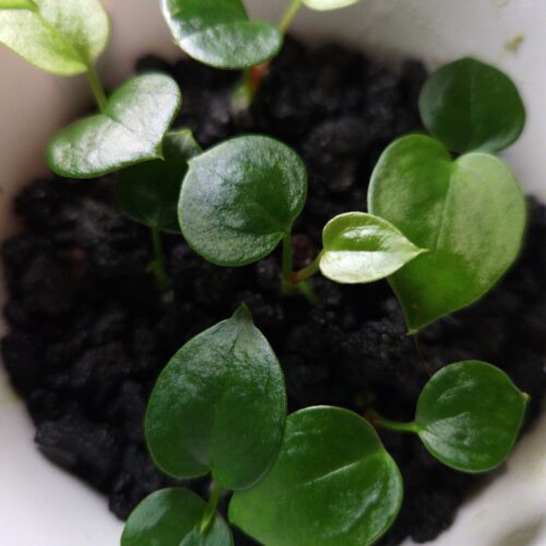Rare Anthurium Giant (Hulk x Naomi), a stunning hybrid prized for its velvety dark, heart-shaped leaves with striking mauve veins and vibrant orange-green yellow sinuses and veins. The leaves gracefully taper to a slimmer end, reflecting traits from its pollen parent. This tropical aroid, measuring 5 cm tall, is potted in a whiteanti-rootbound container with premium Selawase Aroid mix, ensuring optimal root health and growth. Perfect for rare plant enthusiasts and indoor plant collectors, it thrives in bright, indirect light and makes an elegant addition to any indoor jungle. The image showcases a close-up view of the seedling's leaves under dramatic top-down lighting, the leaves are round and heart shapes. Droplets of water are found on the tip of several leaves with a point of highlight effect in it. The younger leaves has smaller size and lighter green color compare to the mature seedling leaves. Black lava rocks are visible covering the surface of the pot. The white pot has some dirt on its inner wall and upper edges.