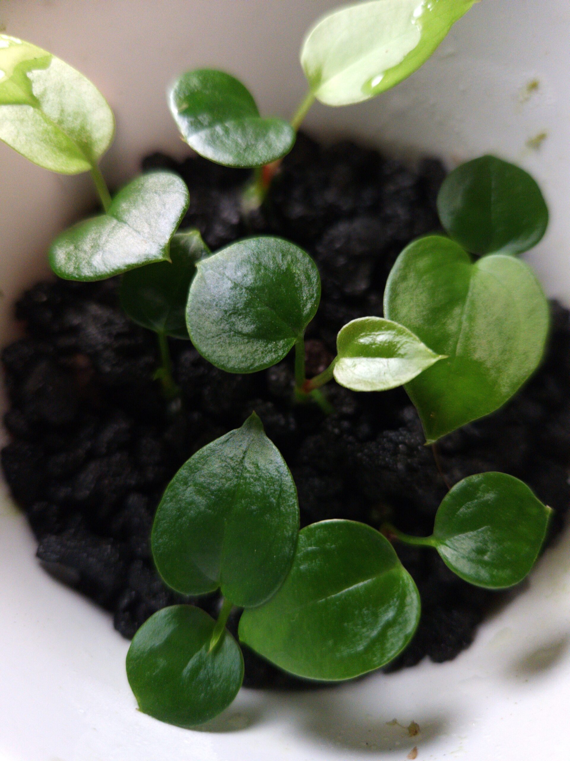 Anthurium Giant Seedling | Selawase Aroid