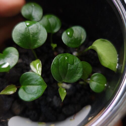 Rare Anthurium BVIT (Black Velvet Indo Type), a stunning hybrid prized for its velvety dark, heart-shaped leaves with striking mauve veins and vibrant orange-green yellow sinuses and veins. The leaves gracefully taper to a slimmer end, reflecting traits from its pollen parent. This tropical aroid, measuring 5 cm tall, is potted in a transparent anti-rootbound container with premium Selawase Aroid mix, ensuring optimal root health and growth. Perfect for rare plant enthusiasts and indoor plant collectors, it thrives in bright, indirect light and makes an elegant addition to any indoor jungle. The image showcases a close-up view of the seedling's leaves under dramatic top-down lighting, the leaves are round and heart shapes. Droplets of water are found on the tip of several leaves with a point of highlight effect in it. The younger leaves has smaller size and lighter green color compare to the mature seedling leaves. Black lava rocks are visible covering the surface of the pot. The transparent pot are held by left hand where a pointing finger are visible from inside the bottle and blurred.