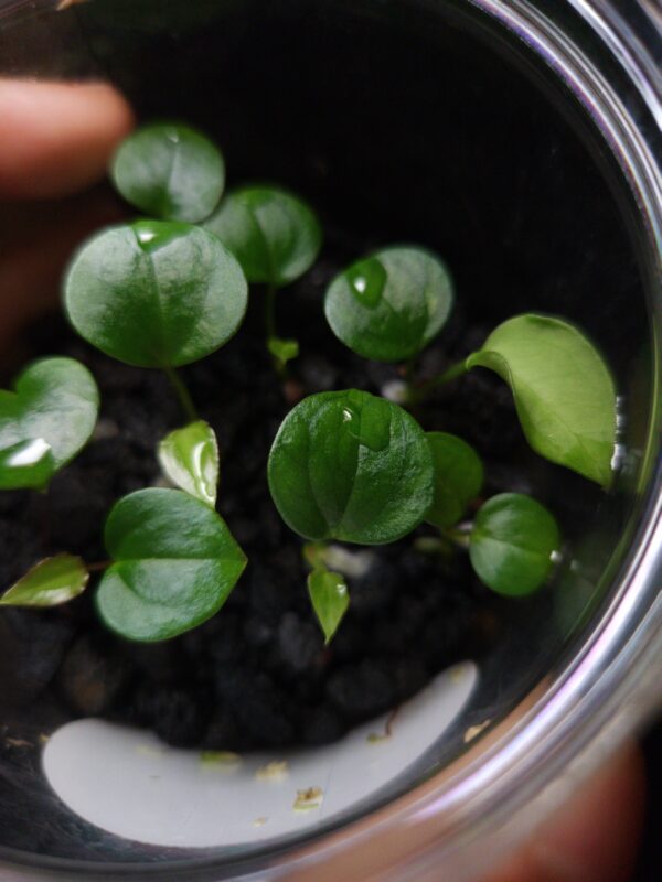 Rare Anthurium BVIT (Black Velvet Indo Type), a stunning hybrid prized for its velvety dark, heart-shaped leaves with striking mauve veins and vibrant orange-green yellow sinuses and veins. The leaves gracefully taper to a slimmer end, reflecting traits from its pollen parent. This tropical aroid, measuring 5 cm tall, is potted in a transparent anti-rootbound container with premium Selawase Aroid mix, ensuring optimal root health and growth. Perfect for rare plant enthusiasts and indoor plant collectors, it thrives in bright, indirect light and makes an elegant addition to any indoor jungle. The image showcases a close-up view of the seedling's leaves under dramatic top-down lighting, the leaves are round and heart shapes. Droplets of water are found on the tip of several leaves with a point of highlight effect in it. The younger leaves has smaller size and lighter green color compare to the mature seedling leaves. Black lava rocks are visible covering the surface of the pot. The transparent pot are held by left hand where a pointing finger are visible from inside the bottle and blurred.