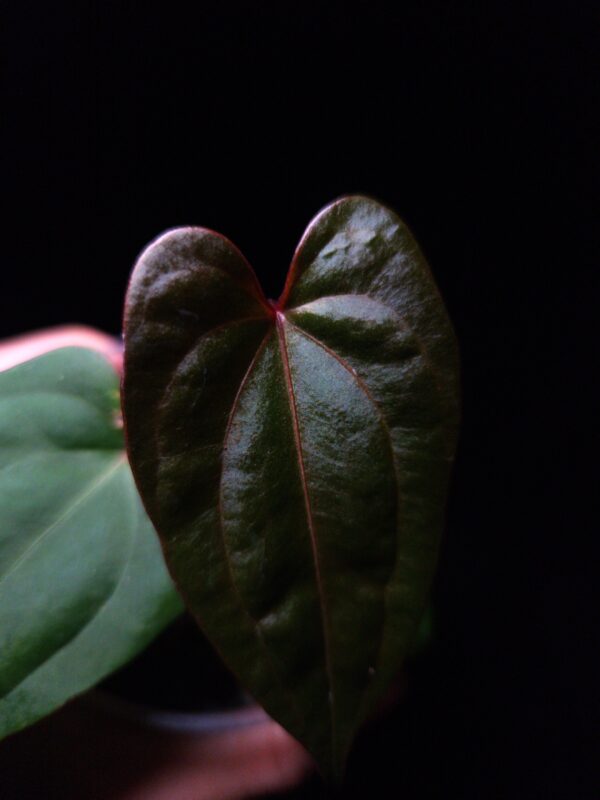 Anthurium RVDP x Galaxy | Selawase Aroid