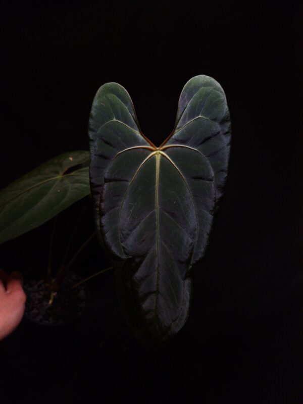 Rare Anthurium Blue Papillilaminum × Xone – Dramatic Velvet Foliage with Striking Orange Sinus and Veins A true standout in the world of rare tropical aroids, the Anthurium Blue Papillilaminum × Xone captivates with its long, dagger-shaped, velvety leaves in deep, dark green hues. This elegant hybrid combines the refined genetics of Papillilaminum Blue lineage with the robust characteristics of Xone, resulting in foliage that feels both powerful and graceful. Each leaf features a vibrant orange sinus and finely defined light yellow to orange veins, offering bold contrast against its rich, shadowy backdrop of foliage. This healthy specimen stands tall at 35–40 cm and is potted in a black anti-rootbound container filled with Selawase premium aroid mix, a custom substrate designed for superior root development, aeration, and moisture balance. Topped with 6–8 mm black lava rock, the presentation is as visually refined as it is functionally ideal for this plant’s growth and long-term health. A perfect choice for aroid collectors, velvet-leaf plant lovers, or anyone curating an indoor tropical jungle, this Anthurium thrives in bright, indirect light and high humidity. It is an exceptional feature for plant walls, indoor conservatories, or premium shelf arrangements where texture and dramatic color matter. The product image presents a front-facing view of the most mature leaf, dramatically lit from above to emphasize its velvety surface, vibrant sinus, and luminous venation. A hand is seen gently holding the pot mid-air from the bottom left, giving scale and showcasing the plant's healthy stature. Two older leaves are softly visible in the background, gracefully fading into the dark gradient, adding visual depth and atmosphere to the composition.