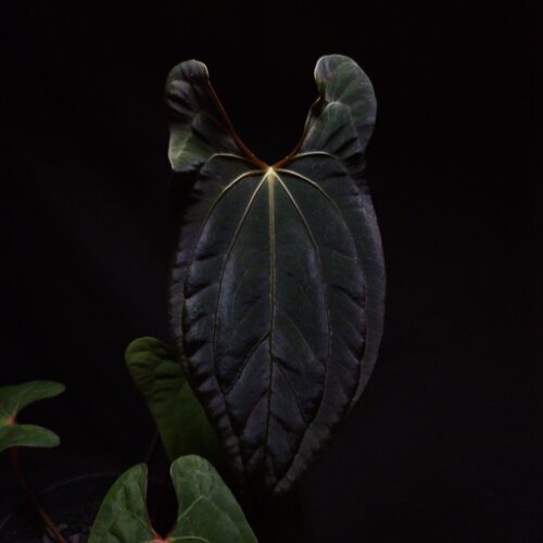 fs rvdp (1) Rare Anthurium FS x RVDP (Fort Sherman x Red Vein Dark Phoenix) – Velvet Hybrid with Striking Veins and Deep Dark Foliage The Rare Anthurium FS x RVDP, a remarkable hybrid of Fort Sherman and Red Vein Dark Phoenix, showcases deeply velvety, heart-dagger-like-shaped leaves in a very dark green—almost black—hue, exuding bold elegance and drama. Its prominent light-colored veins and fiery orange-red sinus form a vivid contrast against the near-black foliage, creating a stunning visual that appeals to rare aroid collectors. The foliage tapers gracefully to a pointed tip, echoing the refined influence of its pollen parent and giving the plant an elongated, sculptural form. Standing approximately 25–30 cm tall, this tropical gem is potted in a black anti-rootbound container, filled with Selawase’s premium aroid mix, formulated to promote strong root development, excellent drainage, and long-term vitality. Ideal for indoor tropical plant collectors, this hybrid thrives in bright, indirect light and high humidity, making it a sophisticated addition to any rare plant collection or interior plant display. The featured image presents a front view of a mature leaf under top-down lighting, emphasizing the luxurious velvety texture, bold vein pattern, and deep coloration against a moody dark background. Other leaves fade softly into the backdrop’s shadow gradient, adding depth to the scene. A finger on the lower left corner of the frame is seen holding the black pot mid air. With its nearly black foliage, vivid venation, and exotic hybrid lineage, the Anthurium FS x RVDP is a true statement piece for those who appreciate rare, high-impact aroids.