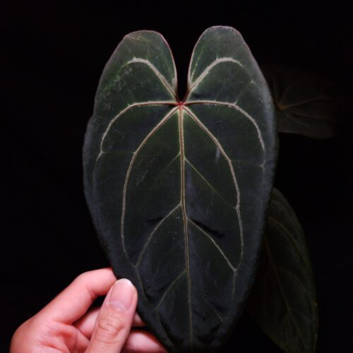 Anthurium Red Veil × Red Crystallinum – Rare Velvet Leaf Aroid with Striking Red Veins and Sinus Elevate your indoor jungle with the stunning Anthurium Red Veil × Red Crystallinum, a rare and captivating hybrid known for its dark green, velvety leaves infused with vivid red sinus and veins. This exotic aroid brings together the best traits of both parent plants: the bold red accents of Red Veil and the refined velvet texture and form of Red Crystallinum. Currently in excellent, healthy condition, this specimen stands at approximately 30 cm tall and boasts a balanced structure with a well-developed root system. It is potted in a 12 cm black anti-rootbound container filled with Selawase premium aroid mix, a specialty substrate designed to optimize drainage, aeration, and moisture retention for tropical foliage plants. Ideal for rare plant collectors, Anthurium enthusiasts, and indoor plant stylists, this hybrid thrives in bright, indirect light and high humidity conditions, making it a perfect centerpiece for shelves, plant cabinets, or high-end botanical displays. The featured image captures a front-facing view of the newest leaf, illuminated from above by dramatic top-down lighting that accentuates its deep velvet surface, glowing red sinus, and intricate venation pattern. A hand is gently holding the leaf to showcase its full heart-shaped form and natural elegance, while subtly drawing attention to a minor imperfection on the lower part—a small cosmetic flaw that highlights the plant’s authenticity and living beauty. The leaf is presented against a dark background, enhancing the dramatic contrast and premium visual appeal.