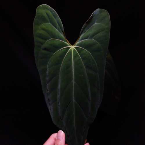Rare Anthurium Papillilaminum Xone × Papillilaminum DF – Velvet Dark Green Foliage with Striking Veins A true gem for aroid collectors, the Anthurium Papillilaminum Xone × Papillilaminum DF is an exceptionally rare hybrid featuring deep green, velvety leaves contrasted by vivid yellowish veins and a bold orange sinus. This elegant tropical plant showcases an arresting combination of luxurious texture and refined coloration, inherited from two iconic Papillilaminum lines. Its richly textured foliage and classic heart-shaped leaf form make it a centerpiece in any rare indoor plant collection. This specimen arrives in excellent health, boasting three substantial, mature leaves with dramatic surface definition and crisp venation. Standing approximately 30 cm tall, it is housed in a 12 cm diameter transparent anti-rootbound pot filled with Selawase premium aroid mix—our proprietary blend engineered to promote optimal root aeration, drainage, and growth. The potting surface is topped with 6–8 mm black lava rock, enhancing both aesthetics and moisture control. Perfect for indoor plant lovers, aroid connoisseurs, and those curating rare species collections, this Anthurium thrives in bright, indirect light and high humidity. Its compact size and exotic visual impact make it ideal for display in terrariums, plant walls, or premium shelf space. The listing image showcases a front-facing view of the largest leaf, dramatically lit from above to highlight the velvety surface, deep textures, and contrast between the dark foliage and the glowing sinus and veins. A hand gently holds the tip of the leaf from the bottom of the picture, giving a sense of scale and intimacy. The plant is presented against a dark, moody background, emphasizing its sculptural leaf form and rich colors.