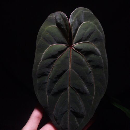 Rare Anthurium Red Tower – Velvet Dark green Foliage with Striking Contrast red vein, is a rare and visually arresting hybrid, celebrated for its reddish vein, dagger-shaped leaves cloaked in dark green velvety texture. The foliage showcases a vibrant orange sinus and delicate light yellow veins, creating a bold contrast that enhances its refined, exotic appearance. Standing approximately 45 cm tall, this tropical aroid is potted in a black anti-rootbound container, filled with Selawase Premium Aroid Mix to support optimal root health and development. This hybrid is ideal for collectors seeking a dramatic, upright specimen with characteristically narrow, elongated leaf structure. The plant thrives in bright, indirect light and prefers high humidity, making it a standout choice for indoor tropical plant displays. In the image, a mature front-facing leaf is highlighted under dramatic top-down lighting, drawing focus to its velvet surface, elegant form, and intricate details. A hand is visible at the bottom left, gently holding the leaf to offer a natural sense of scale and context.