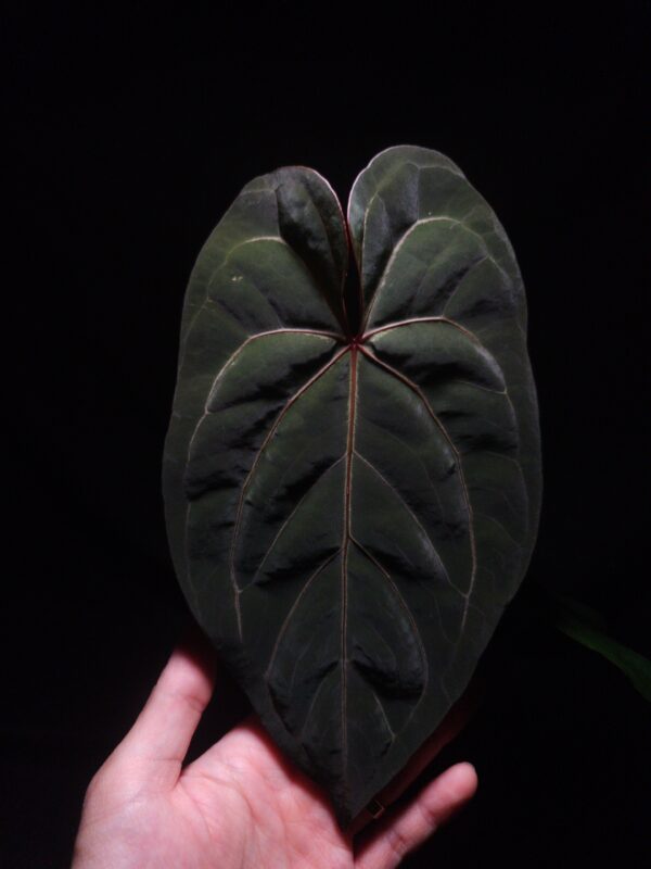 Rare Anthurium Red Tower – Velvet Dark green Foliage with Striking Contrast red vein, is a rare and visually arresting hybrid, celebrated for its reddish vein, dagger-shaped leaves cloaked in dark green velvety texture. The foliage showcases a vibrant orange sinus and delicate light yellow veins, creating a bold contrast that enhances its refined, exotic appearance. Standing approximately 45 cm tall, this tropical aroid is potted in a black anti-rootbound container, filled with Selawase Premium Aroid Mix to support optimal root health and development. This hybrid is ideal for collectors seeking a dramatic, upright specimen with characteristically narrow, elongated leaf structure. The plant thrives in bright, indirect light and prefers high humidity, making it a standout choice for indoor tropical plant displays. In the image, a mature front-facing leaf is highlighted under dramatic top-down lighting, drawing focus to its velvet surface, elegant form, and intricate details. A hand is visible at the bottom left, gently holding the leaf to offer a natural sense of scale and context.