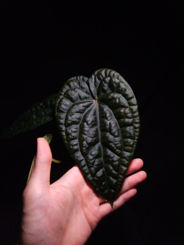 Rare Anthurium Red Vein Dark Phoenix x Luxurians – Dark Velvet Hybrid with Striking Red Veins and Texture The Anthurium Red Vein Dark Phoenix x Luxurians is a rare, visually captivating tropical hybrid prized for its dramatic dark-hued, velvety heart-shaped leaves. The foliage is richly textured, showcasing vibrant red veins that contrast beautifully with the deep, almost black-green surface of the leaves. The glowing reddish sinuses and bold red stems add to the plant’s striking presence, creating a unique, collectible look that blends the genetics of two exceptional parent species. This healthy plant features multiple mature leaves in excellent condition and thrives in bright, indirect light and high humidity—perfect for rare aroid collectors or anyone seeking a bold statement piece for their indoor jungle. Potted in a breathable container with Selawase premium aroid mix, it ensures optimal root aeration and growth. The substrate includes a combination of chunky coco chips, perlite, zeolite, and black lava rock for drainage and long-term plant health. The image captures a front view of the matured emerging leaf in focus under dramatic top-down lighting, emphasizing its luxuriously velvety texture and deep reflective surfaces. The unique mix of matte velvet and light-reflective raised textures creates a visually layered appearance, especially under strong lighting. The other three leaves fade softly into the dark background, adding depth to the composition, while a hand is seen holding the leaf gently, grounding the scene and showcasing the plant’s scale. With its richly pigmented foliage, rare red veining, and unmistakably bold character, the Anthurium Red Vein Dark Phoenix x Luxurians stands out as a top-tier hybrid for serious collectors and design-forward plant lovers alike.