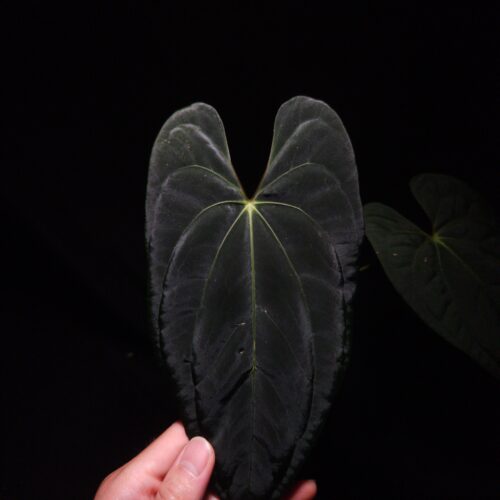 Anthurium Papillilaminum Xone x Blue Papillilaminum , a stunning hybrid prized for its velvety dark, heart-shaped leaves with striking mauve veins and vibrant orange-green yellow sinuses and veins. The leaves gracefully taper to a slimmer end, reflecting traits from its pollen parent. This tropical aroid, measuring 40 cm tall, is potted in a black anti-rootbound container with premium Selawase Aroid mix, ensuring optimal root health and growth. Perfect for rare plant enthusiasts and indoor plant collectors, it thrives in bright, indirect light and makes an elegant addition to any indoor jungle. The image showcases a front view of the latest matured emerging leaf under dramatic top-down lighting, the leaf's velvety texture and intricate details are emphasized against a dark backdrop, with one leaf at the background a little bit blurred fading into the background's soft shadow gradient. The veins of the emerging leaf has strong texture and strong vivid color mix of yellow, light green, and orange. A hand is holding the tip of the leaf gently from the back gently from the bottom of the picture.