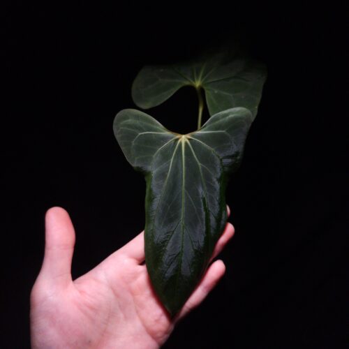 Anthurium Papillilaminum Xone x Blue Papillilaminum , a stunning hybrid prized for its velvety dark, heart-shaped leaves with striking mauve veins and vibrant orange-green yellow sinuses and veins. The leaves gracefully taper to a slimmer end, reflecting traits from its pollen parent. This tropical aroid, measuring 60 cm tall, is potted in a black anti-rootbound container with premium Selawase Aroid mix, ensuring optimal root health and growth. Perfect for rare plant enthusiasts and indoor plant collectors, it thrives in bright, indirect light and makes an elegant addition to any indoor jungle. The image showcases a front view of the latest matured emerging leaf under dramatic top-down lighting, the leaf's velvety texture and intricate details are emphasized against a dark backdrop, with one leaf at the background a little bit blurred fading into the background's soft shadow gradient. The veins of the emerging leaf has strong texture and strong vivid color mix of yellow, light green, and orange. A hand is holding the tip of the leaf gently from the back gently from the bottom of the picture.