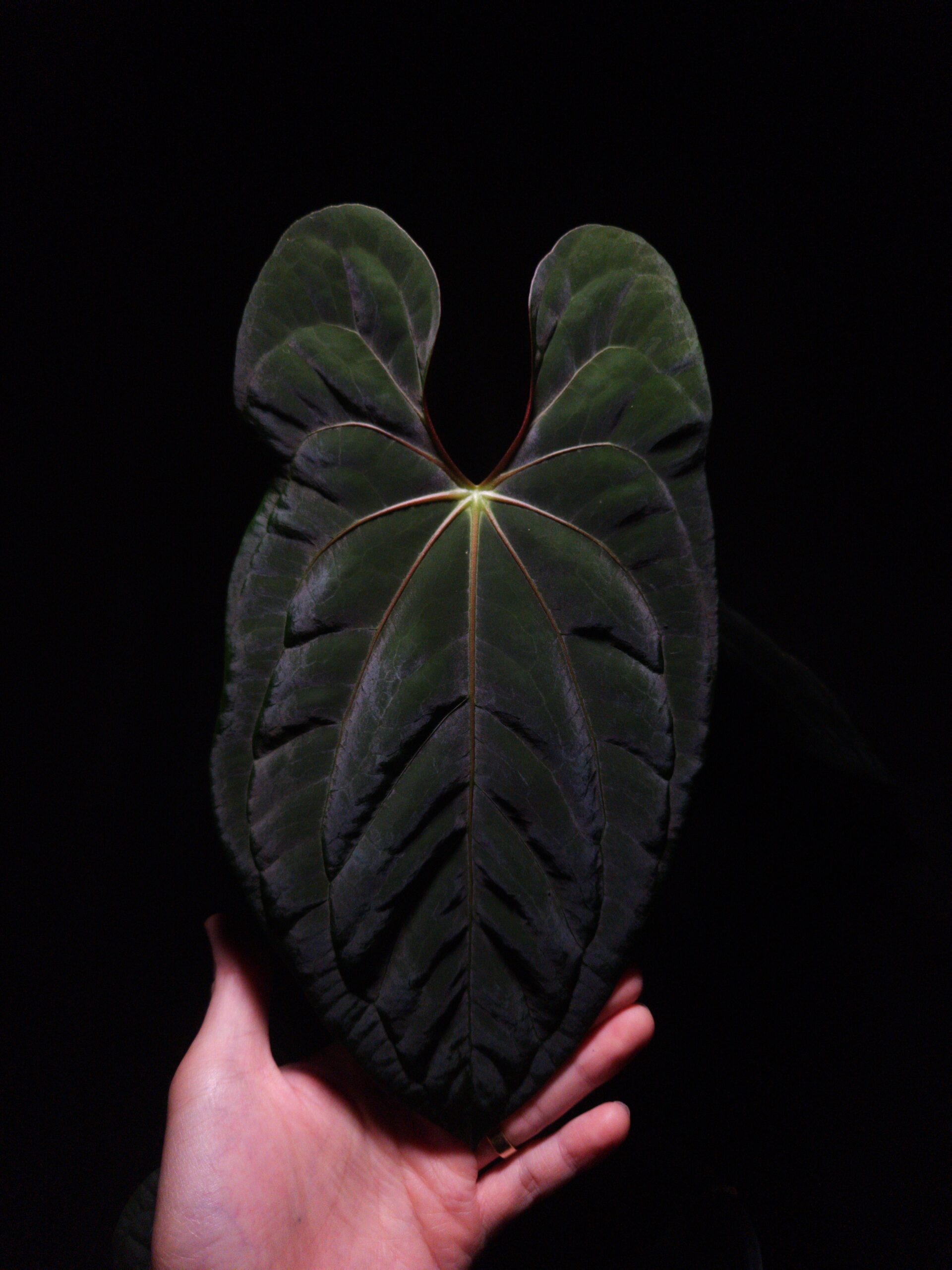 Anthurium Papillilaminum DF x Goliath | Selawase Aroid