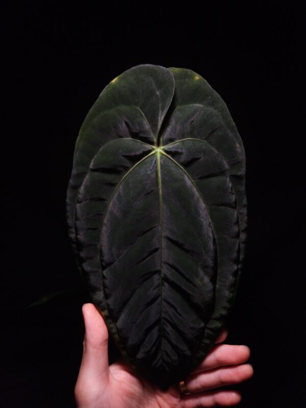 Anthurium Blue Marlin , a stunning hybrid prized for its velvety dark, heart-shaped leaves with striking mauve veins and vibrant orange-green yellow sinuses and veins. The leaves gracefully taper to a slimmer end, reflecting traits from its pollen parent. This tropical aroid, measuring 40 cm tall, is potted in a black anti-rootbound container with premium Selawase Aroid mix, ensuring optimal root health and growth. Perfect for rare plant enthusiasts and indoor plant collectors, it thrives in bright, indirect light and makes an elegant addition to any indoor jungle. The image showcases a front view of the latest matured emerging leaf under dramatic top-down lighting, the leaf's velvety texture and intricate details are emphasized against a dark backdrop, with one leaf at the background a little bit blurred fading into the background's soft shadow gradient. The veins of the emerging leaf has strong texture and strong vivid color mix of yellow, light green, and orange.